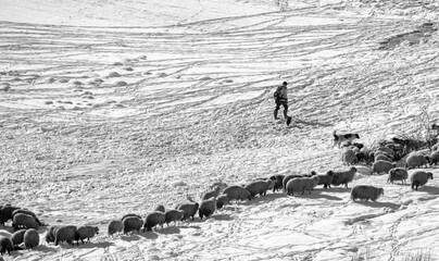 A shepherd with a flock of sheep on a field with snow in black and white