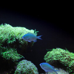 Coral Reef, Damsel Fish, soft and hard corals in aquarium