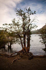 Árbol de Arrayán en bosque patagónico, frente a lago