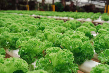 vegetable lettuce in a greenhouse farm