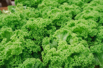Fototapeta na wymiar vegetable lettuce in a greenhouse farm