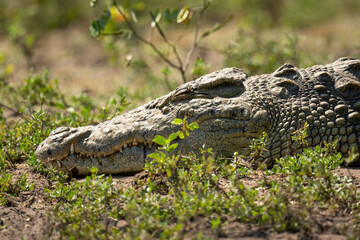 Close-up of Nile crocodile asleep among bushes