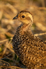 Close-up of Swainson spurfowl chick with catchlight