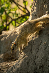 Close-up of Smith bush squirrel on mound
