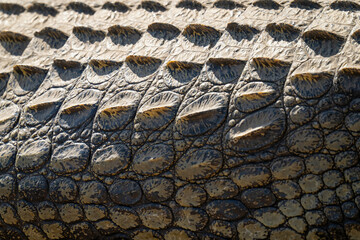 Close-up of Nile crocodile body in sunshine