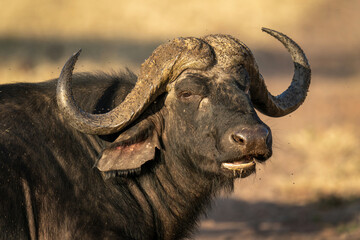 Close-up of male Cape buffalo turning head