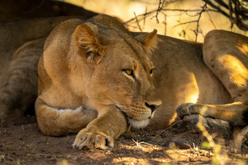 Close-up of lioness with catchlight under bush