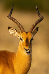 Close-up of male common impala chewing grass