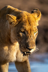 Close-up of lioness standing with broken tooth