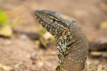 Close-up of Nile monitor head turning round