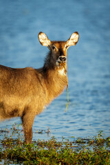 Close-up of female common waterbuck watching camera