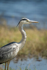 Fototapeta premium Close-up of grey heron standing by river