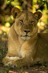 Close-up of lioness in shade turning head