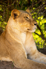 Close-up of lioness lying staring under bushes