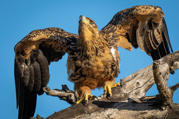 Close-up of tawny eagle crouching on branch