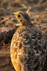 Close-up of water thick-knee staring at camera