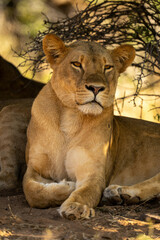 Close-up of lioness lying staring under bush