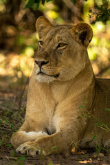 Close-up of lioness lying staring under tree