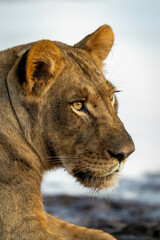 Close-up of young lion lying by waterhole