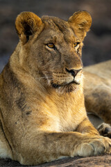 Close-up of young lion lying staring ahead