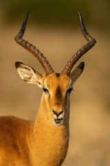 Close-up of male common impala opening mouth