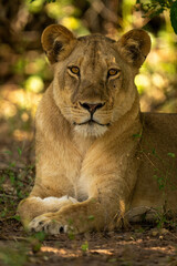 Close-up of lioness lying under leafy tree
