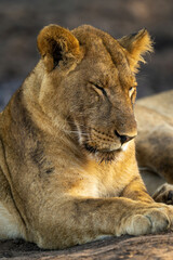 Close-up of young lion lying closing eyes