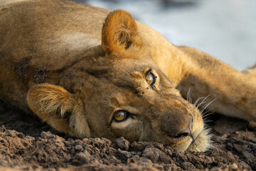 Close-up of young lion lying with catchlights
