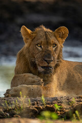 Close-up of muddy lion lying watching camera