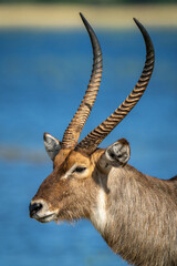 Close-up of male common waterbuck beside water