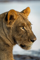 Close-up of muddy lioness lying with catchlight
