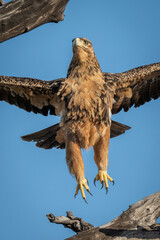 Close-up of tawny eagle flying from branch