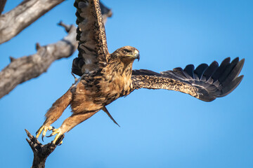 Close-up of tawny eagle flying off branch