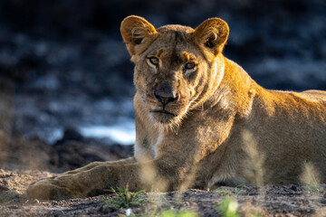 Naklejka premium Close-up of young lion lying eyeing camera