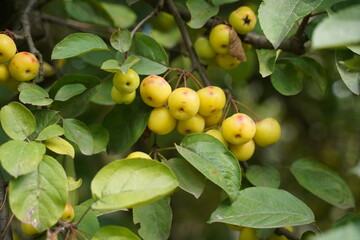 A bunch of dwarf yellow apples hanging from a tree, close-up, soft focus