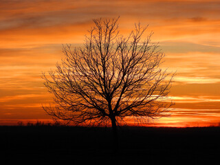 Fototapeta na wymiar sunset in rural field in Vojvodina
