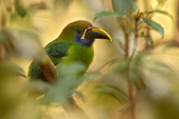 Mexico wildlife. Exotic bird from tropical forest. Small toucan Blue-throated Toucanet, Aulacorhynchus prasinus, green bird in the nature habitat, Mexico. Wildlife scene from nature.