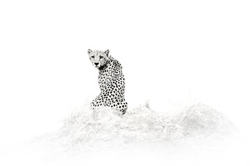 Cheetah - black and white art photo, Savuti, Chobe NP in Botswana. Hot season in Africa. African...