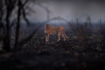Cheetah, fire burned destroyed savannah. Animal in fire burnt place, Cheetah in the black ash and cinders, Savuti, Chobe NP in Botswana. Hot season in Africa. African lion, male. Botswana wildlife.