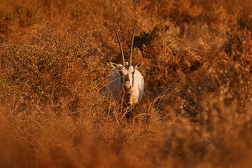 Arabia nature.  Wildlife Jordan, Arabian oryx or white oryx, antelope with a distinct shoulder bump, . Animal in the nature habitat, Shaumari reserve, Travel Jordan