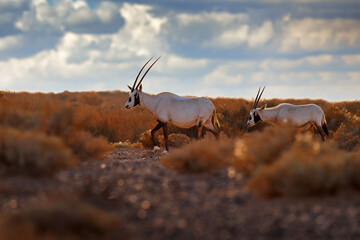 Arabia nature.  Wildlife Jordan, Arabian oryx or white oryx, antelope with a distinct shoulder bump, . Animal in the nature habitat, Shaumari reserve, Travel Jordan