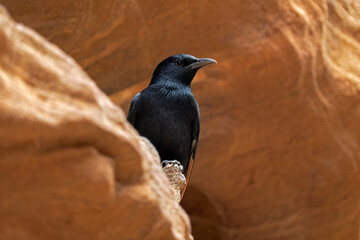 Tristram's starling, Onychognathus tristramii, sitting on the sandstone rock in the Wadi Mujib in Jodan, Asia. Black bird grackle, of starling native to Middle East, nature habitat. Jordan wildlife.
