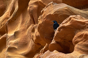 Tristram's starling, Onychognathus tristramii, sitting on the sandstone rock in the Wadi Mujib in Jodan, Asia. Black bird grackle, of starling native to Middle East, nature habitat. Jordan wildlife.