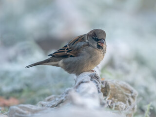 Moineau domestique