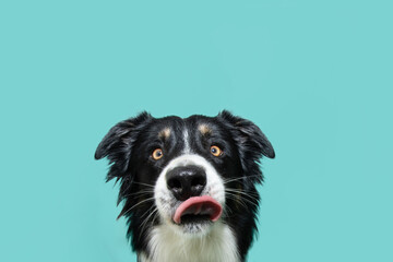 Naklejka na ściany i meble Hungry border collie dog licking its lips with tongue. Isolated on blue background