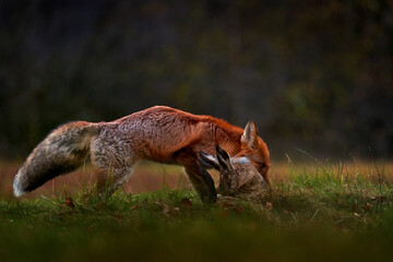 Fox catch hare on the forest nedow, Vysocina in Czech Republic, Europe. Wildlife nature. Animal feeding behaviour in the nature habitat. Cute red fox with kill, food for mammal.