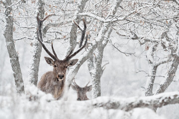 Naklejka na ściany i meble Winter nature. Red deer, Cervus elaphus, big animal in the wildlife forest habitat. Deer in the oak trees mountain, Studen Kladenec, Eastern Rhodopes, Bulgaria in Europe.