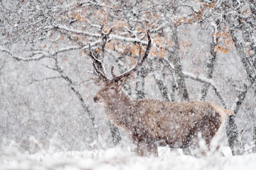 Winter nature. Red deer, Cervus elaphus, big animal in the wildlife forest habitat. Deer in the oak trees mountain, Studen Kladenec, Eastern Rhodopes, Bulgaria in Europe. Snow with two animal.