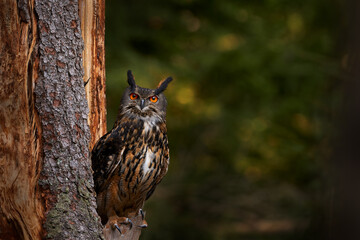 Eurasian Eagle Owl with big orange eyes, Germany. Bird in autumn wood, beautiful sun light between the trees. Wildlife scene from nature. Big owl in forest habitat, sitting on old tree trunk.