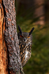 Big owl in forest habitat, sitting on old tree trunk. Eurasian Eagle Owl with big orange eyes, Germany. Bird in autumn wood, beautiful sun light between the trees. Wildlife scene from nature.